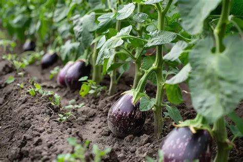 Mastering the Art of Eggplant Cultivation