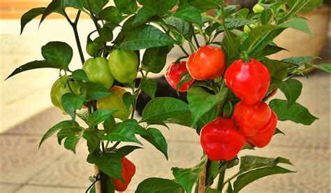 Mastering the Art of Growing Capsicum and Solanum lycopersicum Together