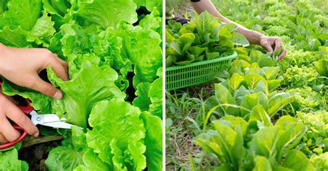 Mastering the Art of Harvesting Leafy Greens