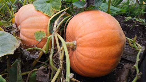 Mastering the Art of Planting for Successful Pumpkin Growth