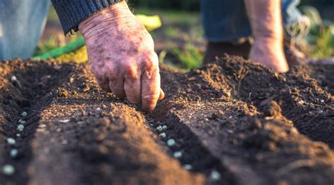 Mastering the Art of Proper Seed Sowing and Planting Techniques