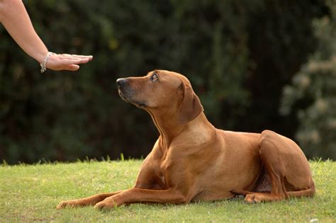 Mastering the Art of Training: Vital Commands and Techniques for Your Mighty Canine Companion