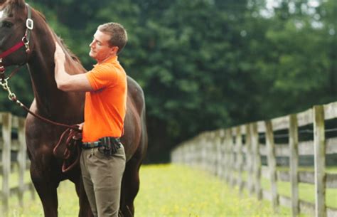 Mastering the Basics: Crucial Skills and Knowledge for Horse Ownership