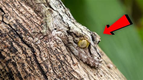 Masters of Disguise: The Incredible Camouflage Abilities of Baby Geckos