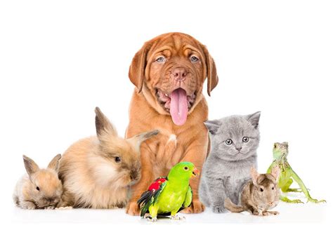 Matching Your Lifestyle: Finding the Right Pet for Your Lifestyle