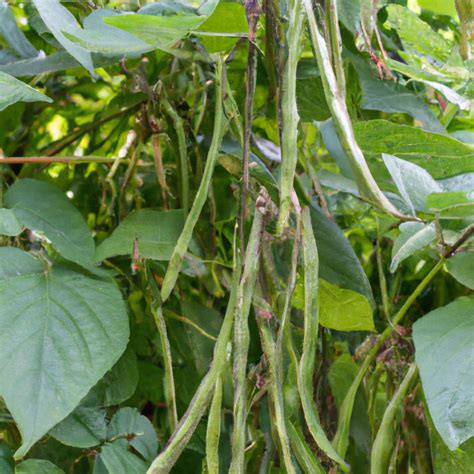 Maximizing Bean Yield with Proper Plant Care and Maintenance