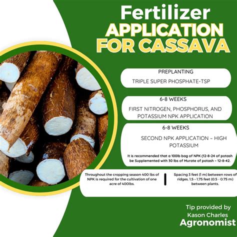 Maximizing Cassava Yield through Optimal Fertilization