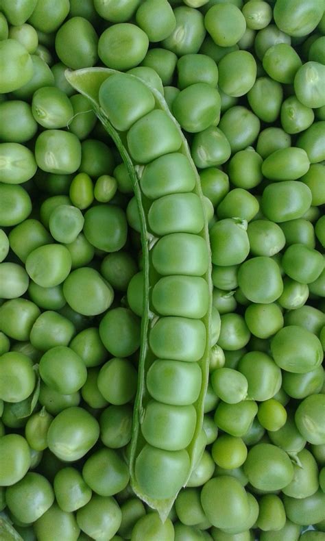 Maximizing Production: Expanding the Planting Season for Fall and Winter Peas