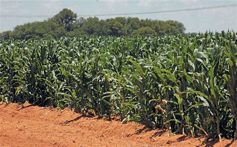 Maximizing Your Chances of a Flourishing Maize Plantation: Critical Pointers for Triumph