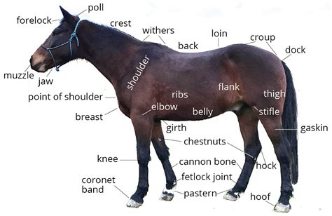 Maximizing the Use of Every Part of the Equine Creature