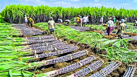 Maximizing the Yield: Harvesting and Processing Sugarcane