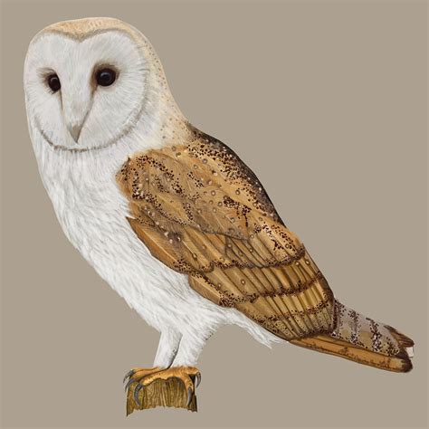 Meanings Associated with the Enigmatic Barn Owl