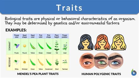 Measurements and Physical Characteristics of this Influential Personality