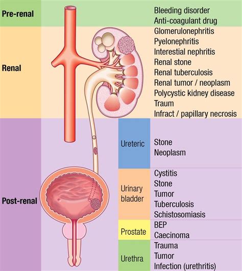 Medical Conditions Associated with Hematuria