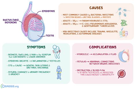 Medical Conditions Associated with Testicle Enlargement