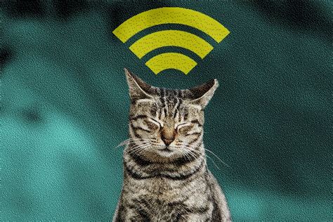 Meet Wifi Kitten: A Rising Internet Star