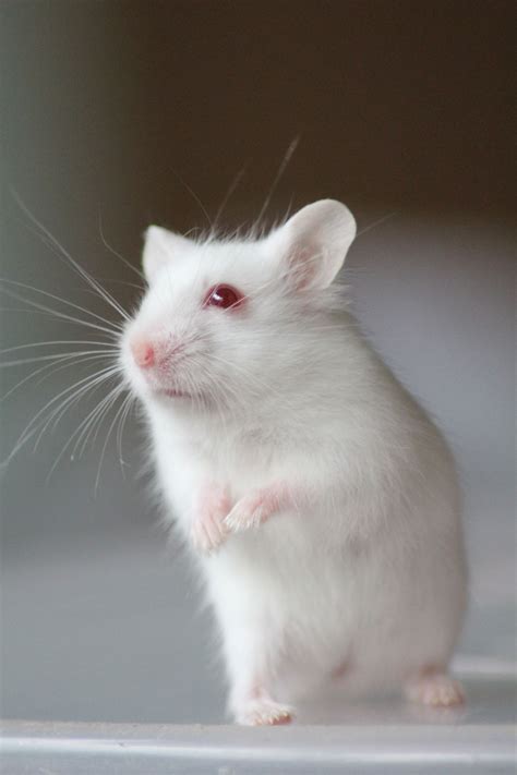 Meet the Enchanting Albinos: The Beauty of Pastel Hamsters