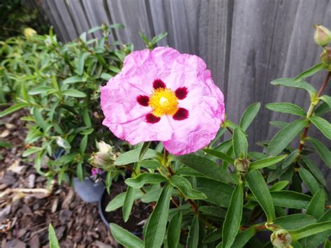 Meet the Enigmatic Star: Poppy Rockrose!