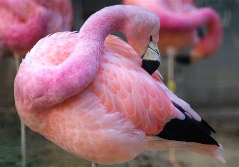 Meet the Flamboyant Flamingo Species