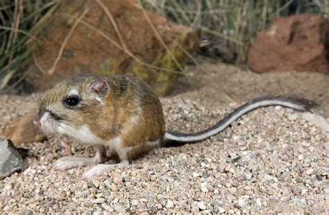 Meet the Kangaroo Rat: An Adorable and Iconic Desert Creature