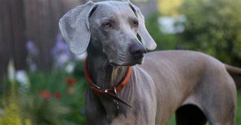 Meet the Majestic Black Great Dane: A Gentle Giant