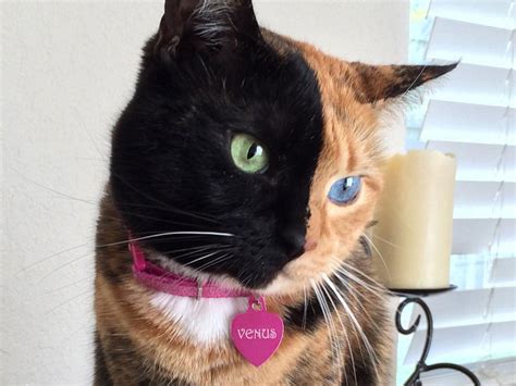 Meet the Talented Miss Kitten: An Up-and-Coming Sensation!