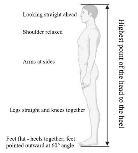 Melody's Remarkable Stature Measurement