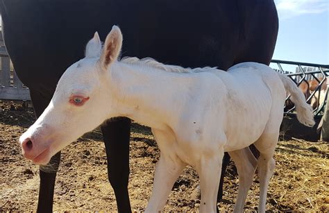 Messengers of Hope and Transformation: The Significance of White Foals