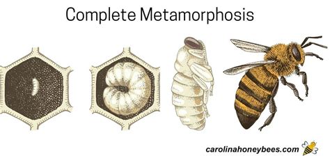 Metamorphosis and Growth: Bees as Symbols of Transformation