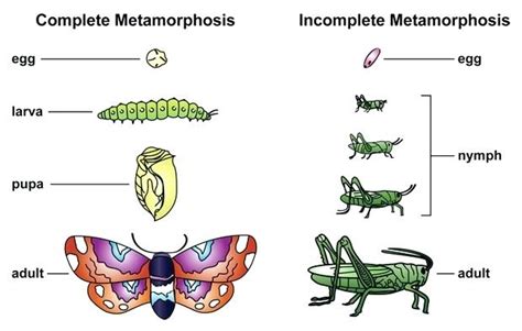 Metamorphosis and Self-Discovery: The Symbolic Power of the Emerald-Gazed Canine