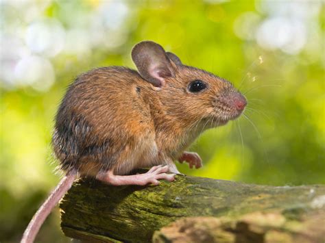 Mice in the Animal Kingdom: Connecting Dreams to Real-Life Behaviors