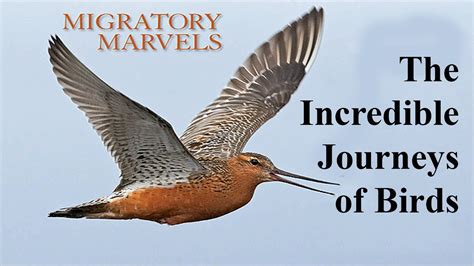 Migration Marvels: The Incredible Journeys of Migratory Birds