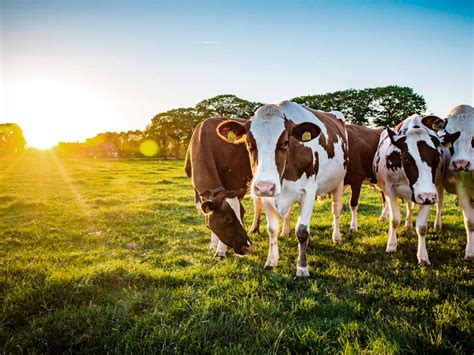 Milking Techniques: Ensuring Premium Quality and Optimal Freshness