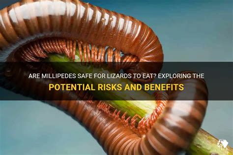 Millipedes and Health: Potential Risks to Humans and Pets