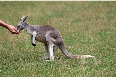 Mind Over Marsupial: Decoding the Cognitive Abilities of Speaking Kangaroos