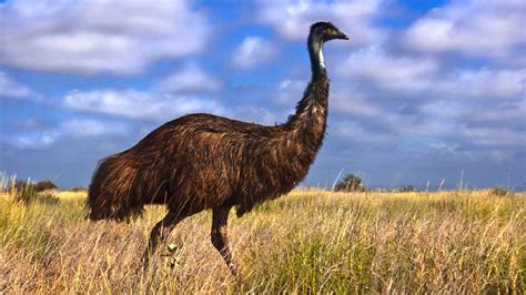 Mind-blowing Adaptations: Understanding the Astonishing Features of the Enormous Flightless Bird