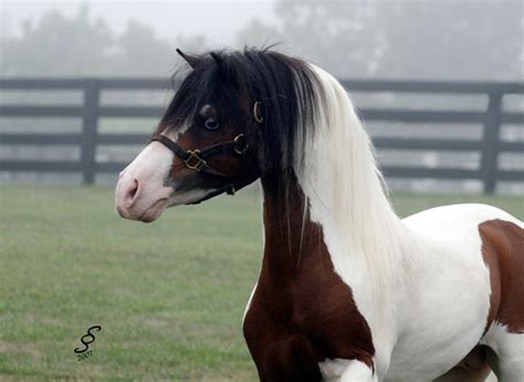 Mini Stallion's Appearance and Stature