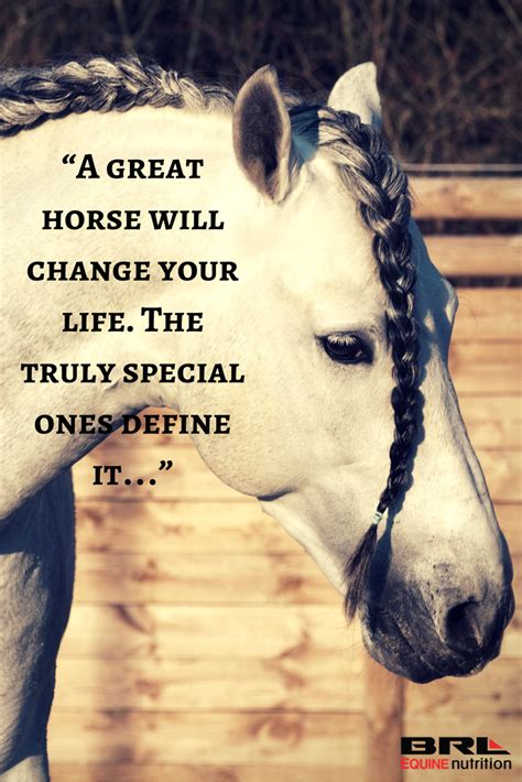 Mini Stallion's Inspirational Quotes and Advice