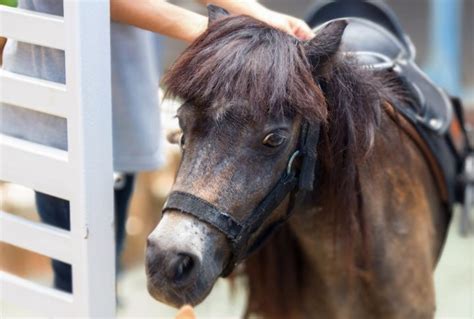 Miniature Horses as Companions for Mental and Emotional Well-being