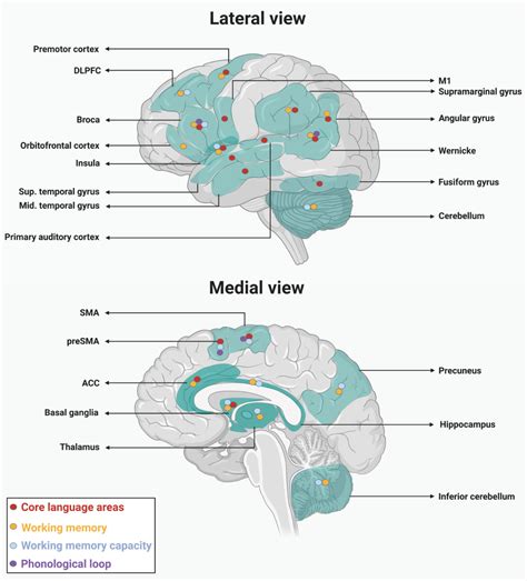 Misnaming and Memory: The Connection between Recall and Language