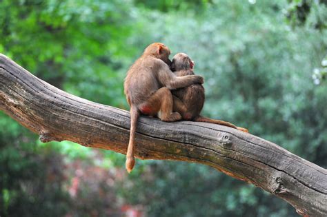 Monkey Business: Understanding the Social Behavior of Delightful Miniature Primates