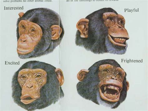 Monkey Head Archetypes: Exploring the Evolution of Primate Symbolism