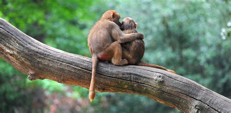 Monkey Love: Perspectives on Affection and Intimacy in Primate Symbolism