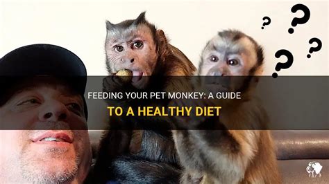 Monkey Nutrition: An In-Depth Guide to Feeding Your Primate Companion