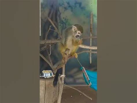 Monkeying Around: The Playful Nature of these Primate Pals