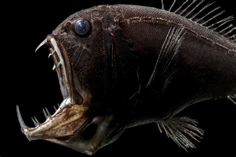 Monsters of the Deep: The Biology and Habitat of Gigantic Ugly Fish