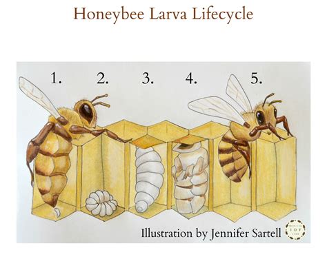 Moon Bee's Early Life and Education