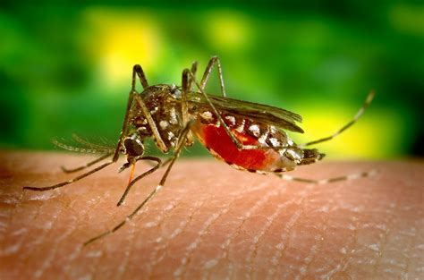 Mosquitoes' Extraordinary Adaptations for Blood-Sucking