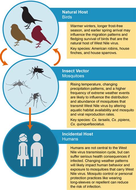 Mosquitoes as Disease Vectors: Understanding the Risks