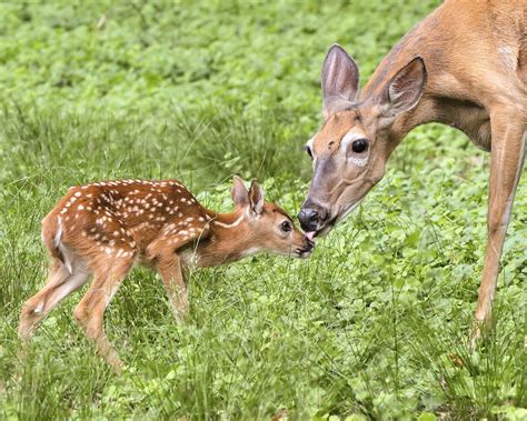 Mother Nature's Gift: Understanding the Importance of Protecting Fawns